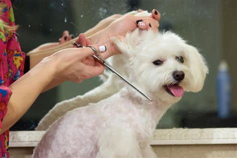 Affordable dog grooming - Cost: $100-$110/ month. If you want a program that lets you choose your course length, JKL Grooming is the online dog grooming school for you. They have two separate programs: the grooming diploma ...